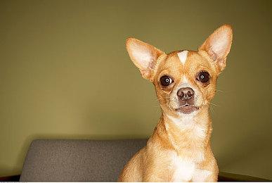 《全境封锁2》第五年更新计划 体验新模式“深潜”